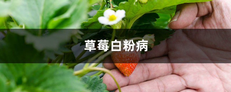 草莓白粉病怎么治療