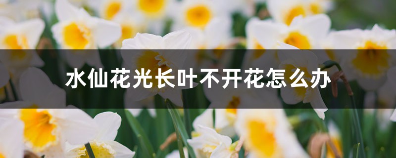 水仙花光長葉不開花怎么辦，不開花是什么原因