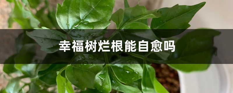 幸福樹爛根能自愈嗎