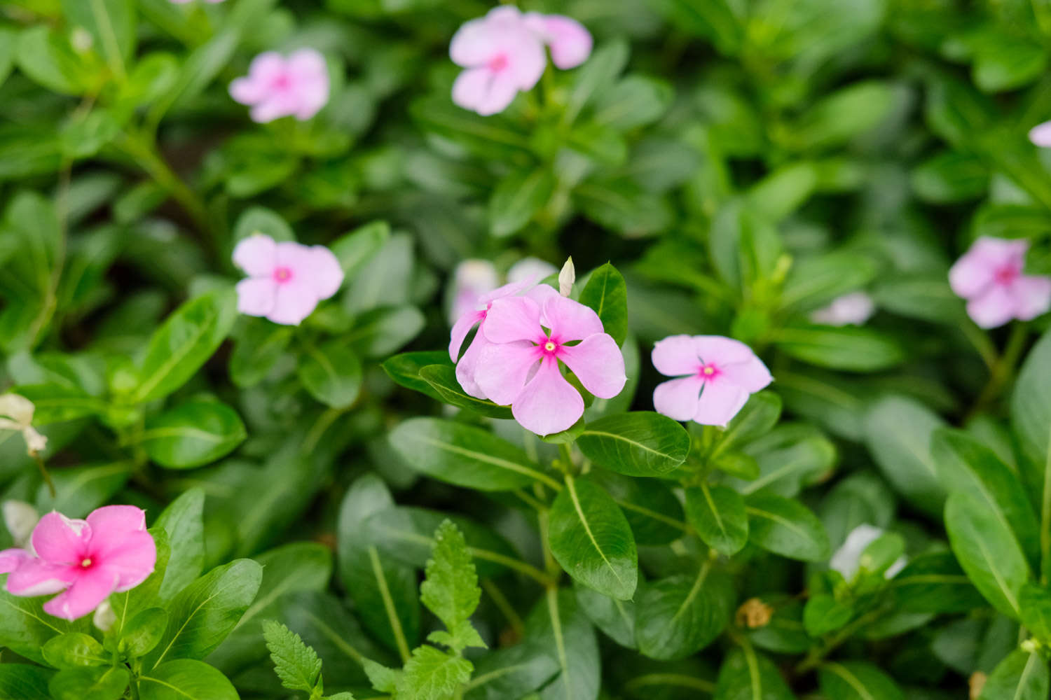 長春花