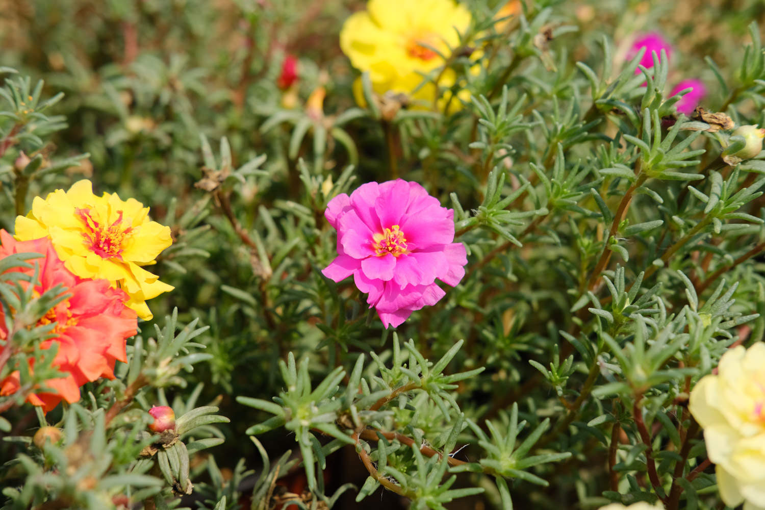 太陽(yáng)花