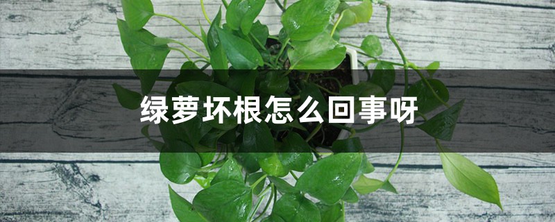 綠蘿爛根是什么原因