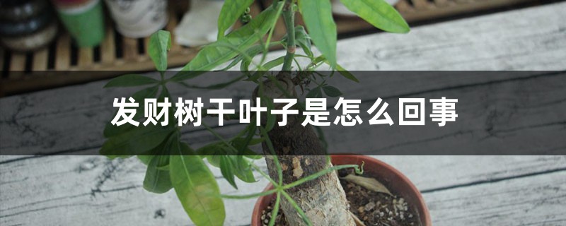 發(fā)財樹干葉子是怎么回事