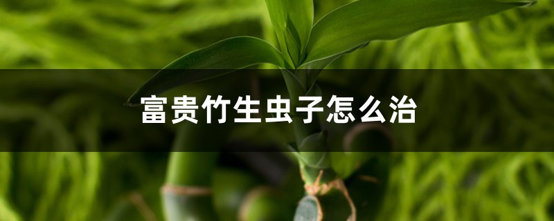 富貴竹生蟲(chóng)子怎么治，生蟲(chóng)子了用什么藥