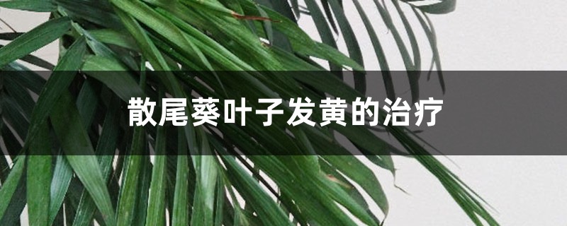 散尾葵葉子發(fā)黃的治療，黃葉怎么回事