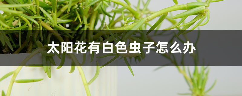 太陽花有白色蟲子怎么辦，用什么藥噴呢