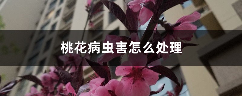 桃花病蟲害怎么處理，桃花蟲害癥狀