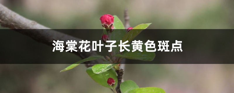 海棠花葉子長黃色斑點的原因