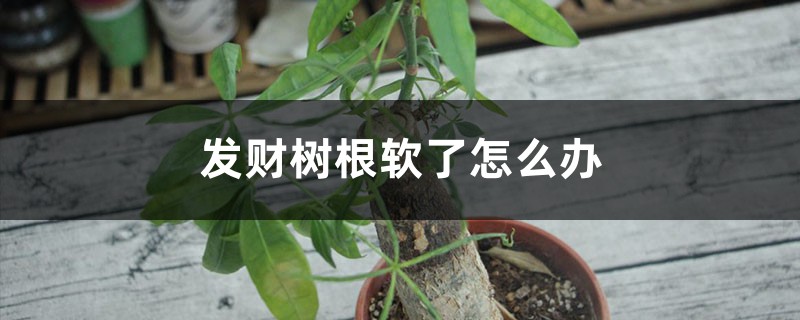 發(fā)財(cái)樹根軟了怎么辦