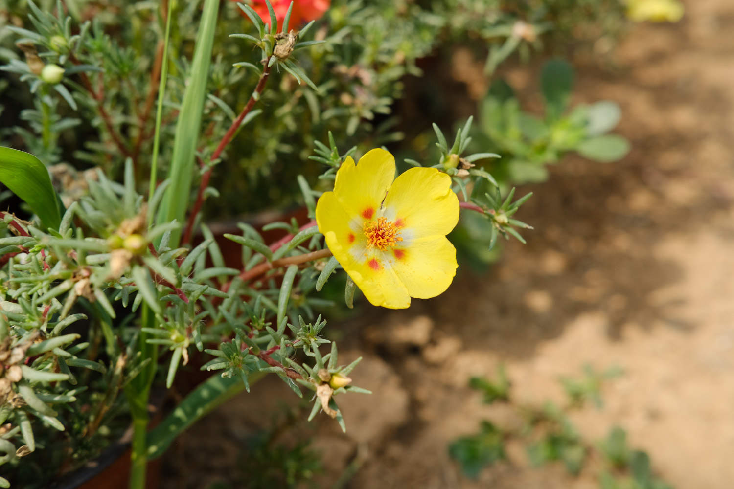 太陽(yáng)花