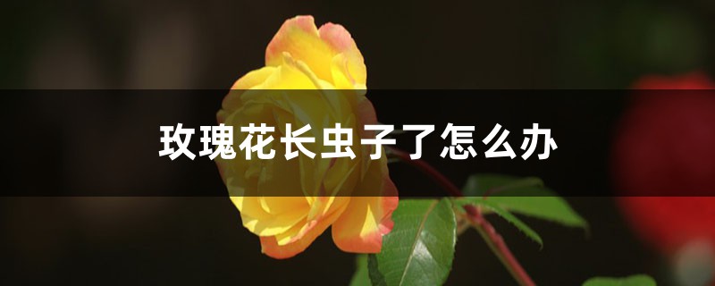 玫瑰花長(zhǎng)蟲子了怎么辦