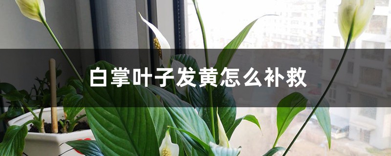 白掌葉子發(fā)黃怎么補救