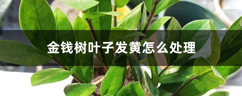 金錢樹葉子發(fā)黃怎么處理，葉子發(fā)黃咋補(bǔ)救