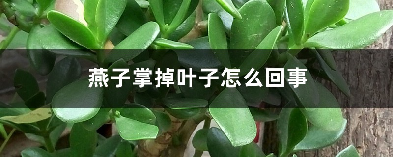 燕子掌掉葉子怎么回事，怎么辦