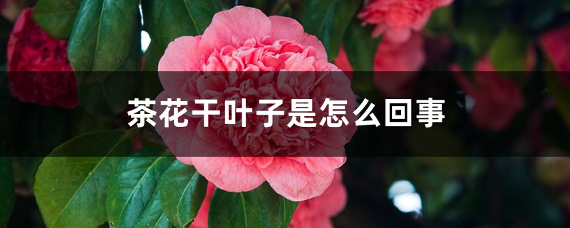 茶花干葉子是怎么回事