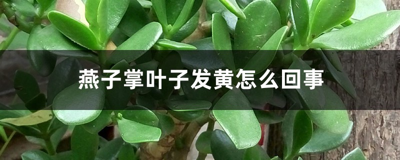 燕子掌葉子發(fā)黃怎么回事，怎么辦