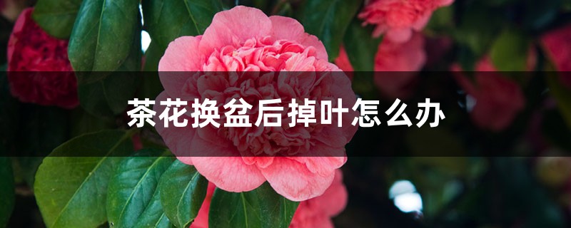 茶花換盆后掉葉怎么辦，茶花怎么服盆