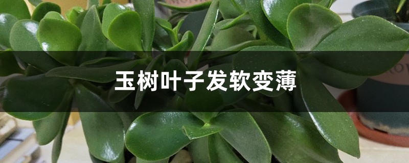 玉樹葉子發(fā)軟變薄怎么辦