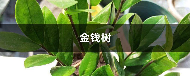 “金錢樹”養(yǎng)了很久沒(méi)動(dòng)靜？土里埋上顆“它”，一年葉子長(zhǎng)不停！