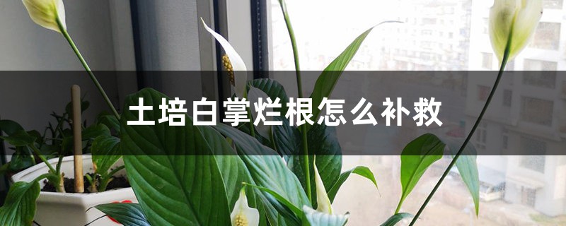 土培白掌爛根怎么補(bǔ)救