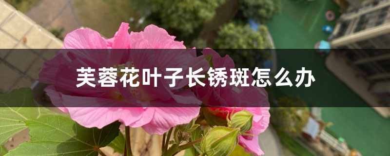 芙蓉花葉子長銹斑怎么辦