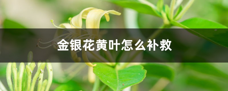 金銀花黃葉的原因和處理辦法