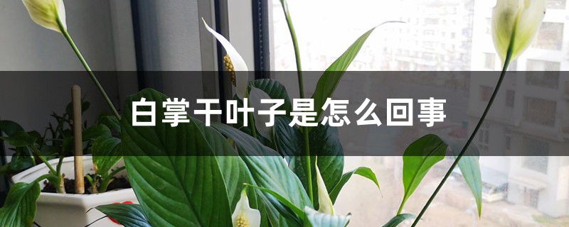 白掌干葉子是怎么回事