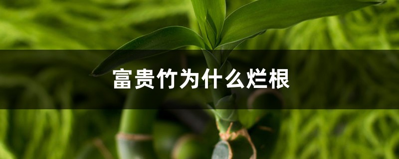 富貴竹為什么爛根，爛根怎么處理