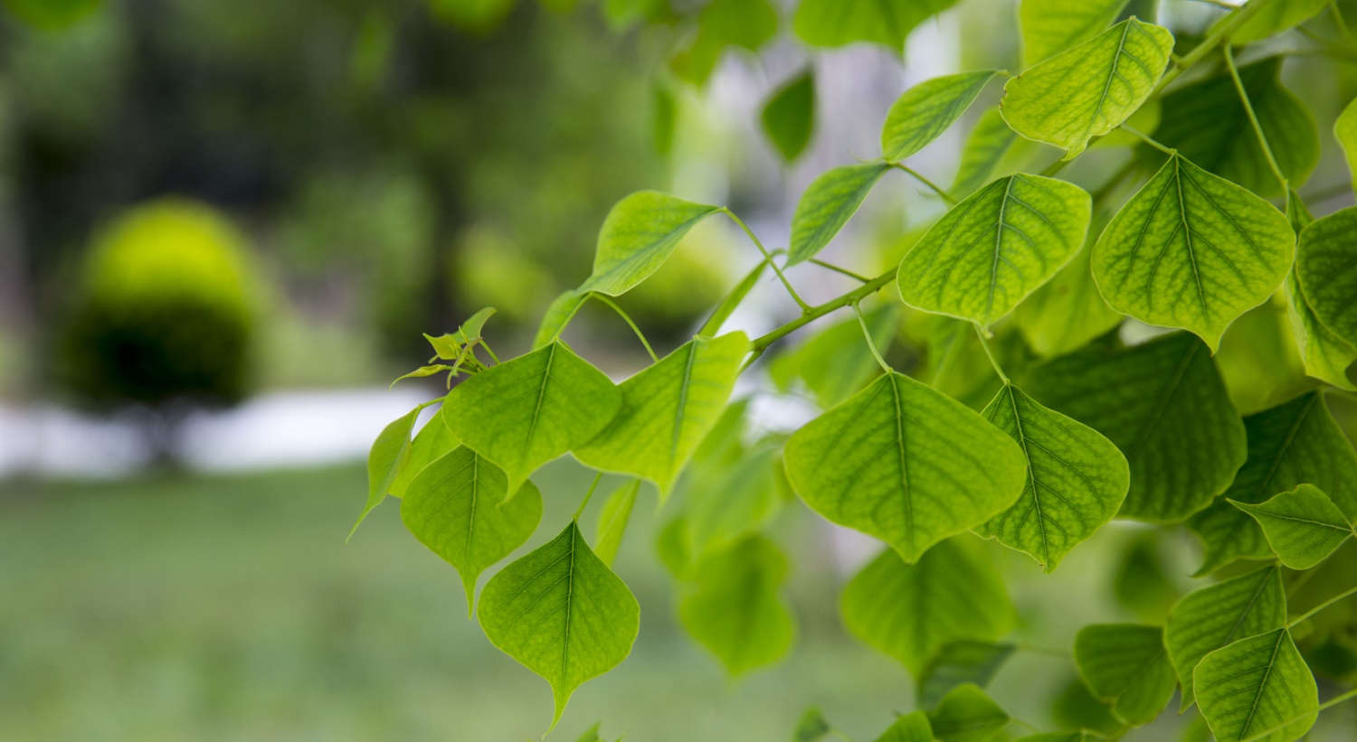 菩提樹