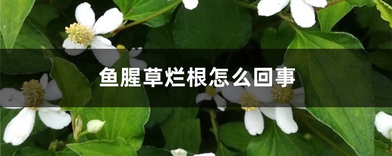 魚腥草爛根怎么回事，魚腥草爛根怎么辦