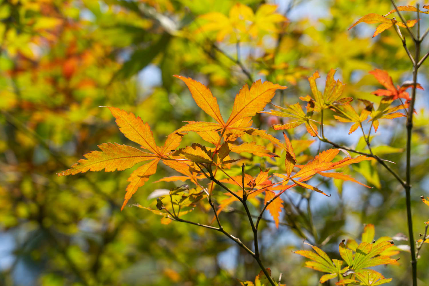 紅楓