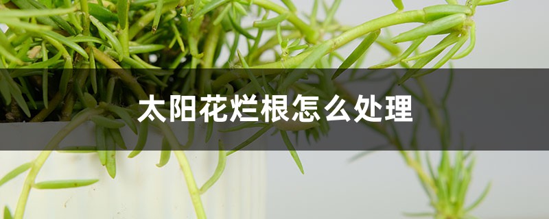 太陽(yáng)花爛根怎么處理