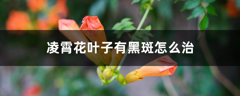 凌霄花葉子有黑斑怎么治，葉子一碰就掉