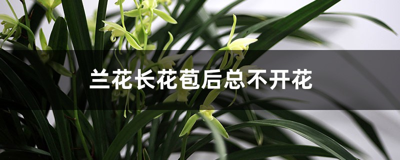 蘭花長(zhǎng)花苞后總不開(kāi)花是什么原因，怎么養(yǎng)才能開(kāi)花