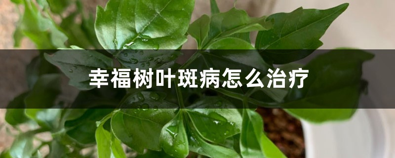 幸福樹葉斑病怎么治療（附發(fā)病圖片）