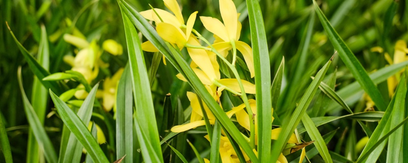 蘭花開花的迷信說法