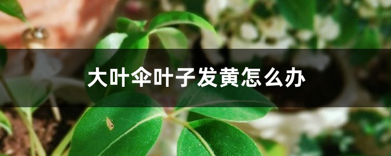 大葉傘葉子發(fā)黃怎么辦，為什么會(huì)黃葉