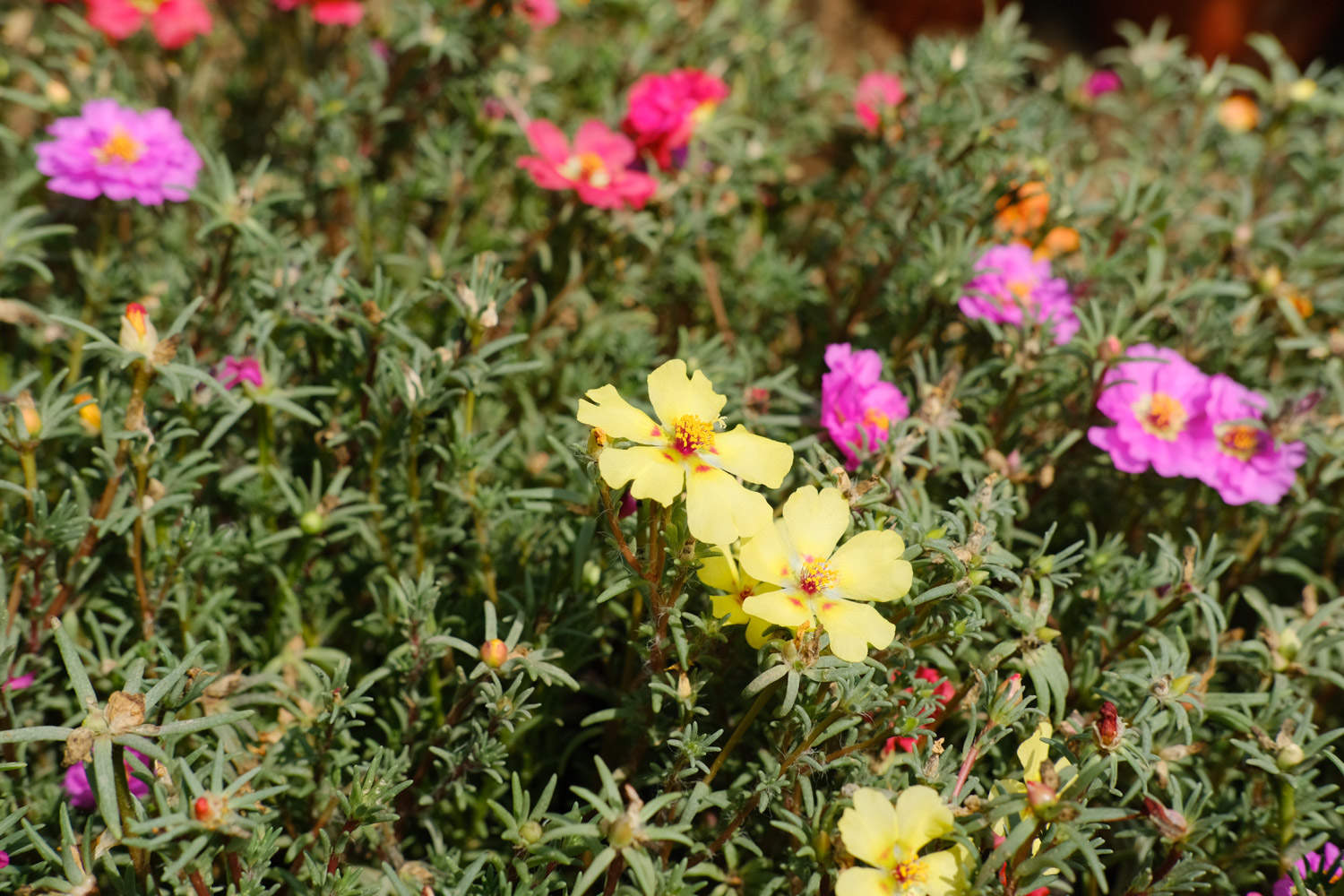 太陽花不開花