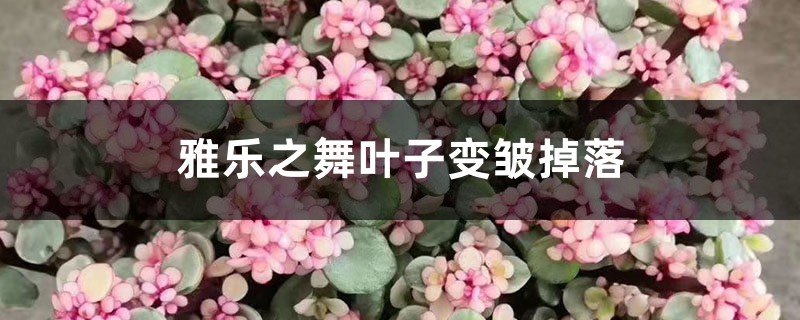 雅樂之舞葉子變皺掉落怎么回事，怎么辦