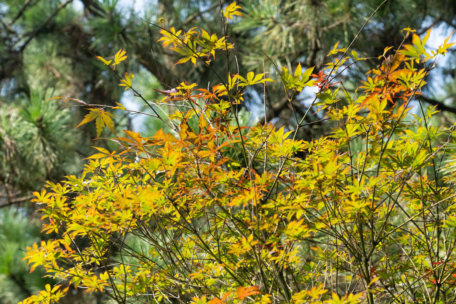 紅楓