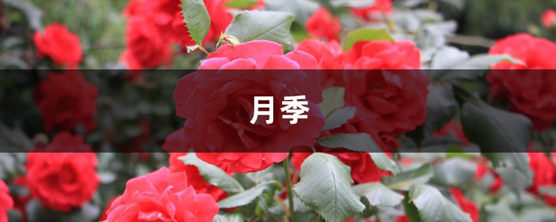 月季=藥罐子？學(xué)會這5個技巧，保你月月開花不招蟲！