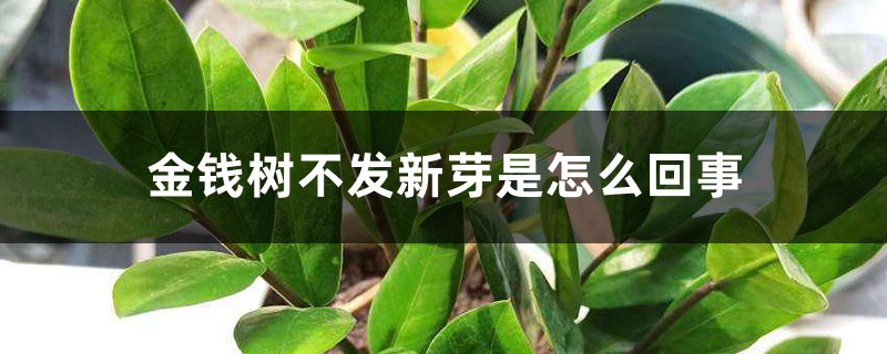 金錢樹不發(fā)新芽是怎么回事，怎樣讓金錢樹快長新芽