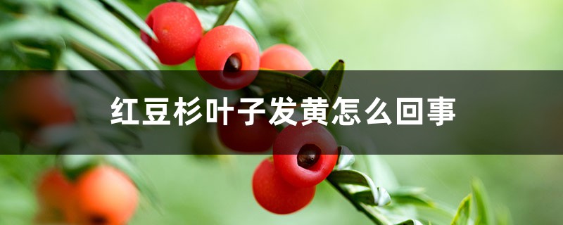 紅豆杉葉子發(fā)黃怎么回事，怎么辦