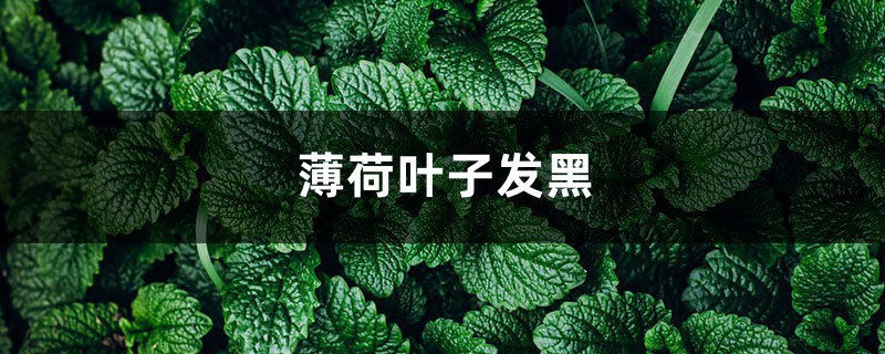 薄荷葉子發(fā)黑，薄荷葉子長黑斑怎么辦