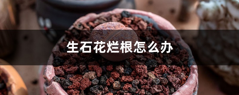 生石花爛根怎么辦