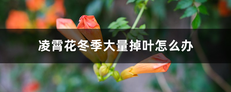 凌霄花冬季大量掉葉怎么辦，冬季需要修剪嗎