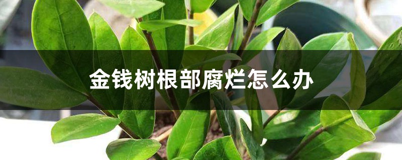 金錢(qián)樹(shù)根部腐爛怎么辦，爛根了怎么解救