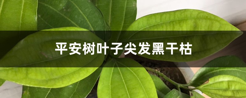 平安樹葉子尖發(fā)黑干枯怎么辦