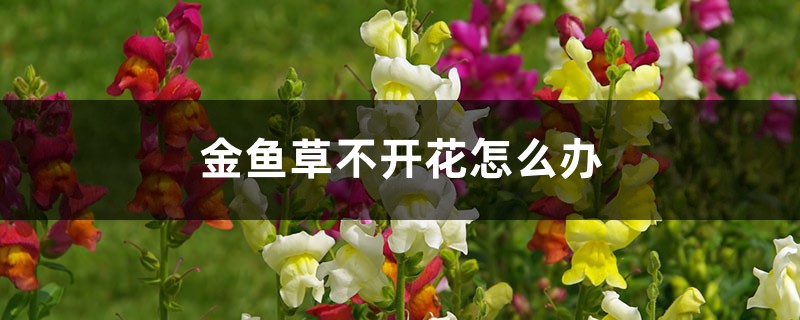 金魚草不開花怎么辦，怎么養(yǎng)爆盆