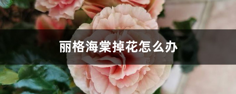 麗格海棠掉花怎么辦，為什么掉花苞